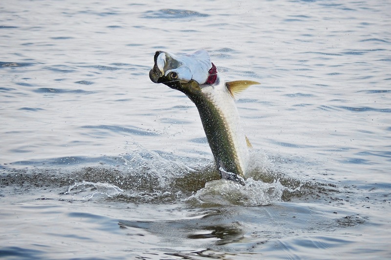 May Fish Trial of the Blackfin 272CC Model | Blackfin Boats