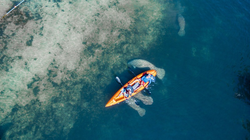 5 Fun Facts About Florida Manatees