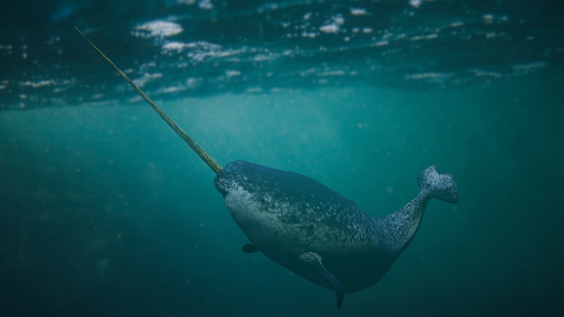 This Winter, Fish Like a Narwhal