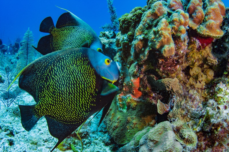 Meet The Marine Animals Who Always Have Valentines